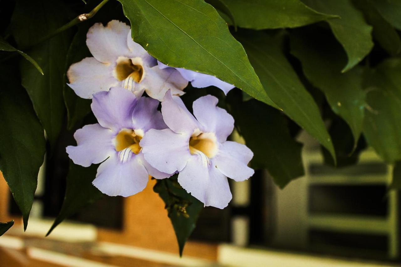 Casa Ka'A Hostel ウバトゥバ エクステリア 写真